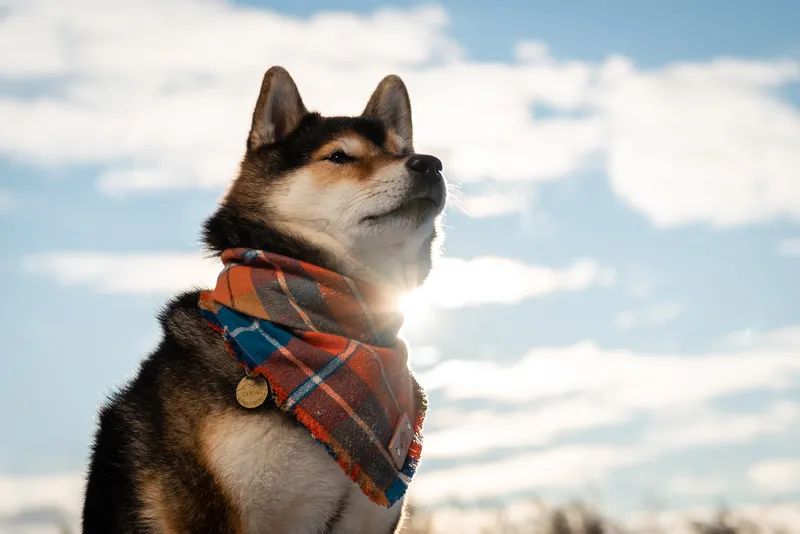 Shiba Inu dog wearing orange plaid bandana looking up against cloudy blue sky