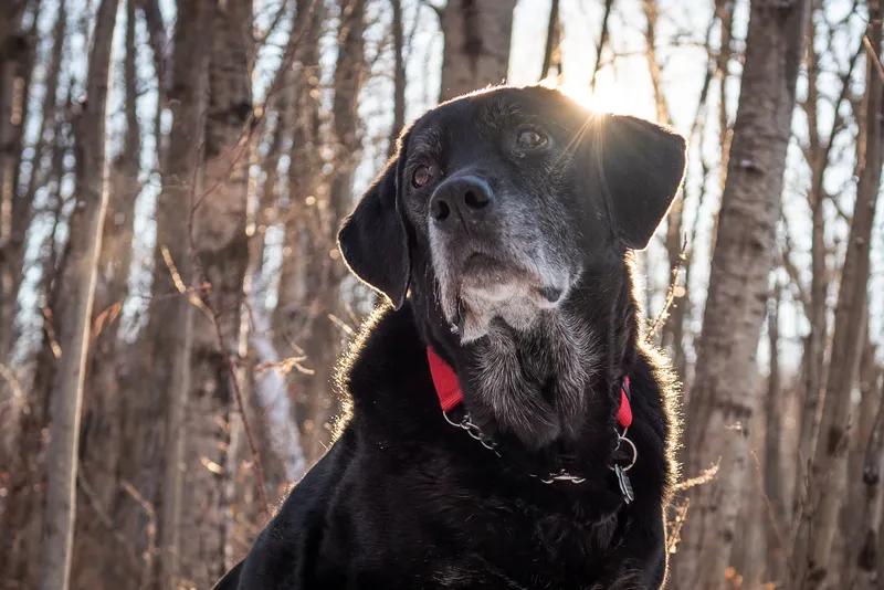 Black Labrador with grey muzzle sitting in forest with warm backlit sunlight