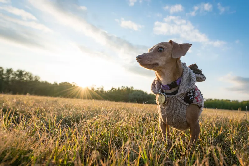 Small dog wearing knit sweater sitting in field during golden hour sunset